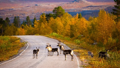 Herbst in Lappland