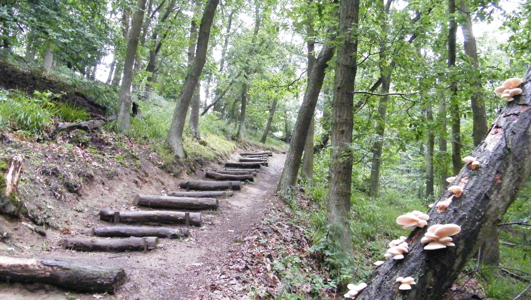 Ein steiler Pfad mit Holzstufen führt uns hinauf zum Jagenstiel.