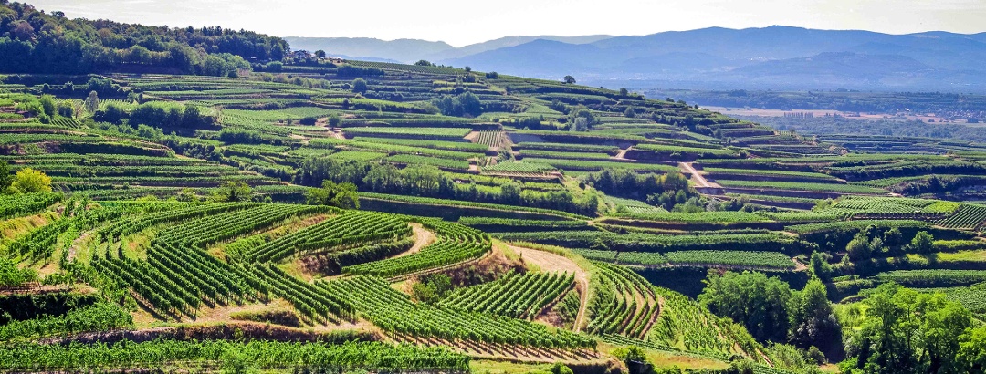 Vineyards in the Kaiserstuhl