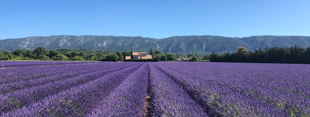 Champs de lavande dans le Luberon