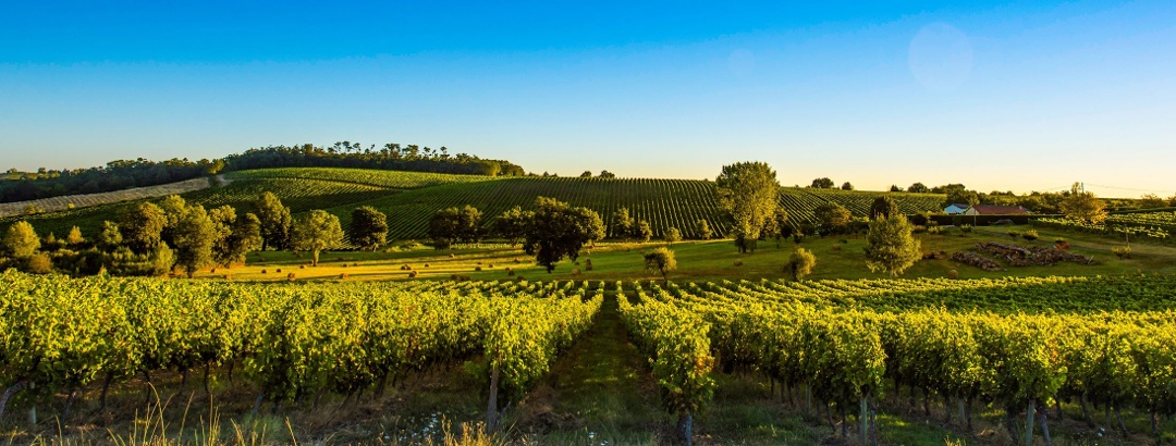 Coucher de soleil sur les vignes du bordelais en France