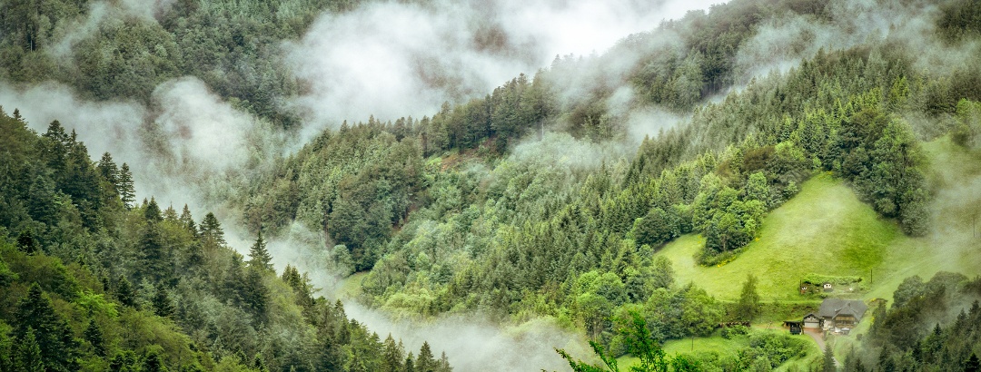 Fog over the Black Forest