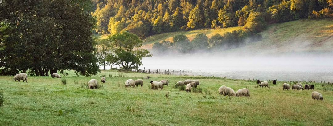 Sheep at Glencar Lake in the north-west of the island