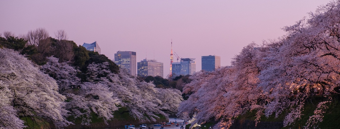 Cherry blossoms in Chidorigafuchi park in Tokyo