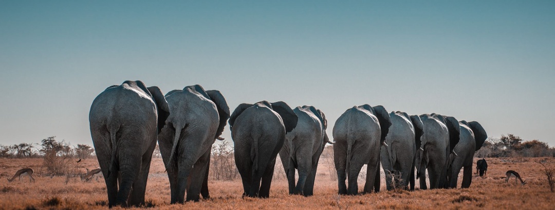 Elefanten im Etosha National Park in Namibia.