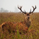 Oosvaardersplassen (Flevoland)