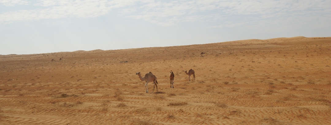 Camels in the Wahiba Desert