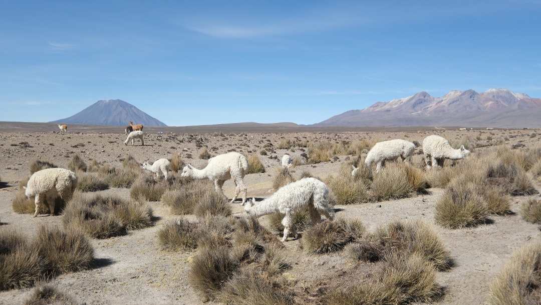 On the way there, you will come across guanacos and vicunjas again and again on the high plateau