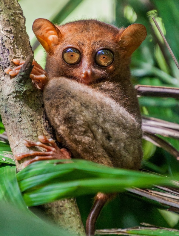 Tarsier on Bohol Island